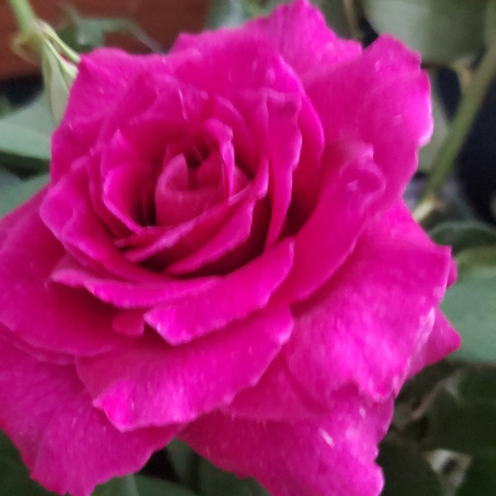 Meet your Posher, Mary